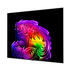 OLED TV LG UHD OLED83G61LW OLED TV LG UHD OLED83G61LW