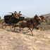 SW RED DEAD REDEMPTION SW RED DEAD REDEMPTION